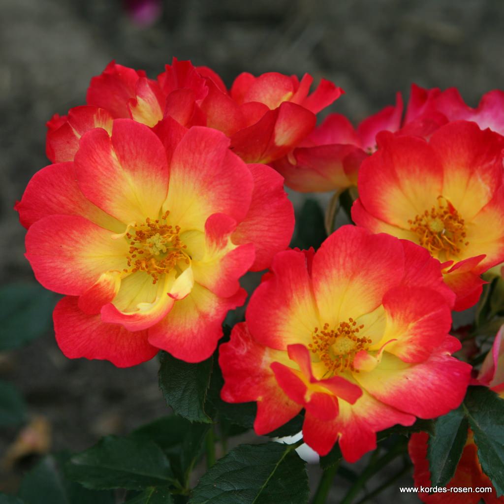 Роза флорибунда Саммер Оф Лав